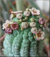 Larryleachia cactiformis var cactiformis